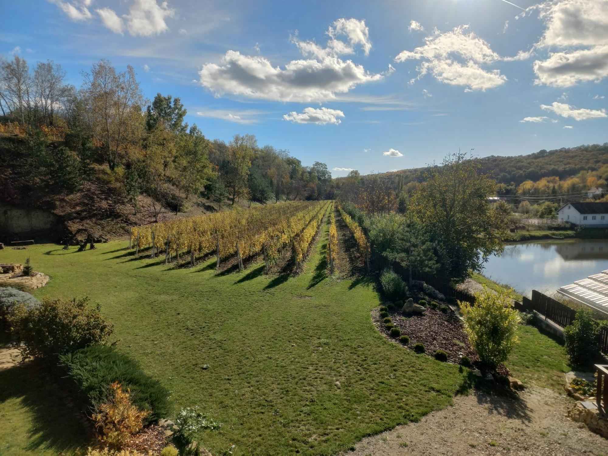 Penzion Ve Vinohradě Němčičky Exterior foto