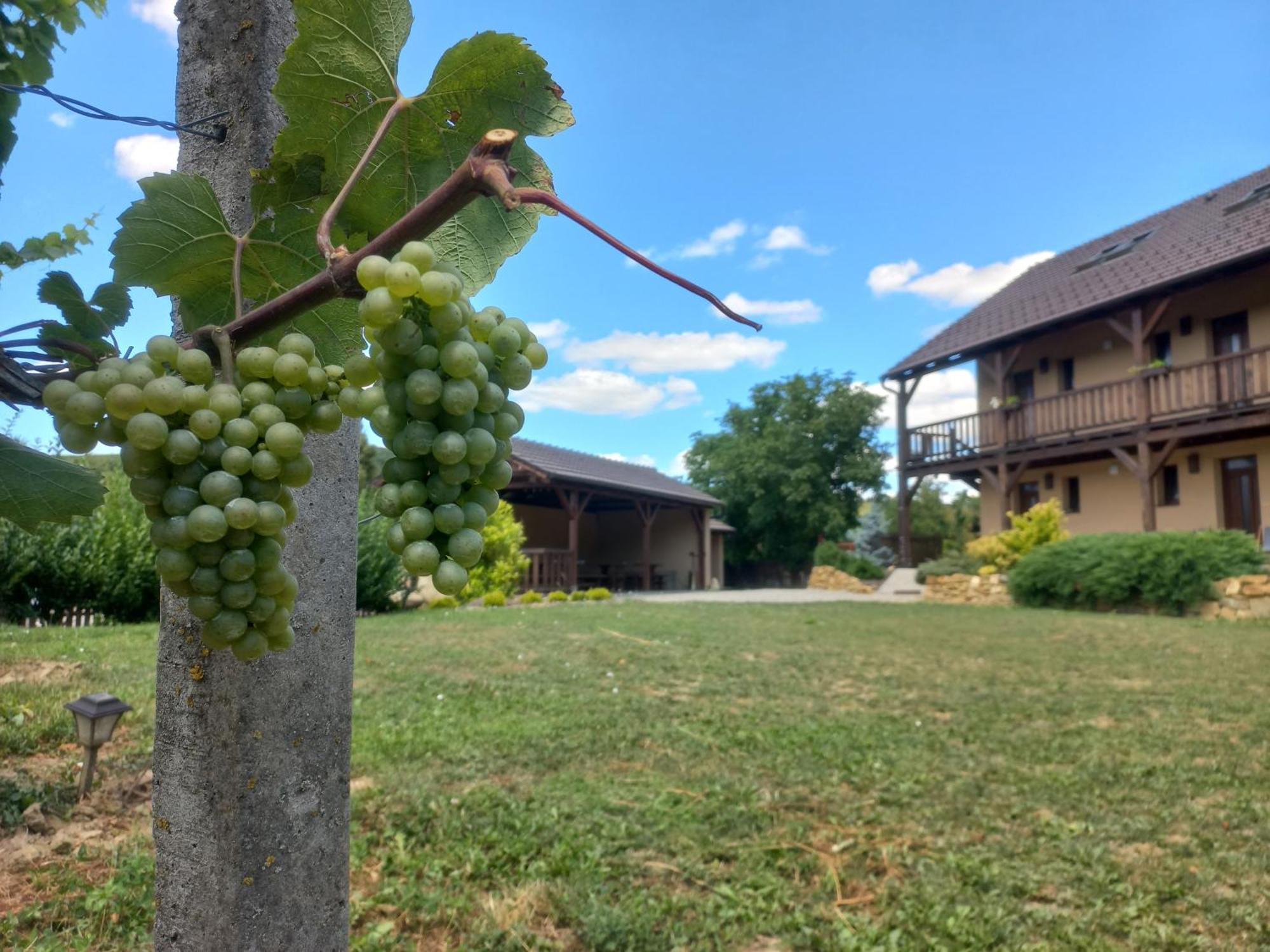Penzion Ve Vinohradě Němčičky Exterior foto
