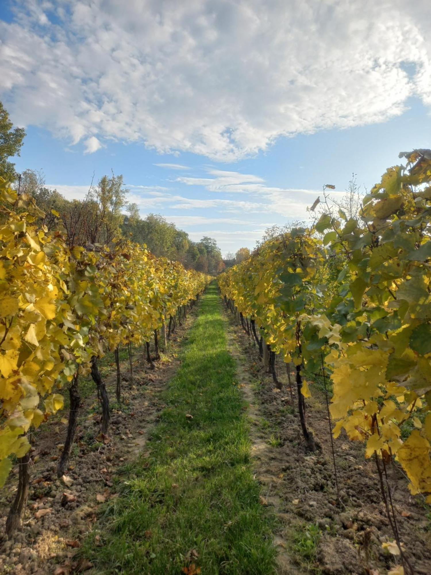 Penzion Ve Vinohradě Němčičky Exterior foto